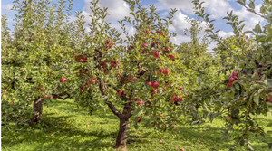 Obstbäume