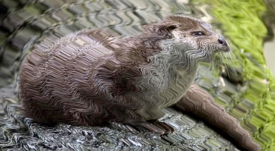 Bei dem Bild handelt es sich um eine bearbeitete Version des vorangehenden Fischotterbildes.